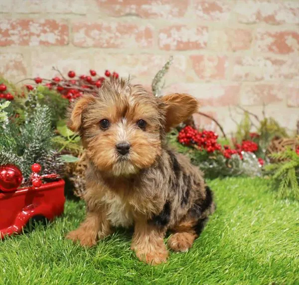 Female Yorkie-Poo puppy named Confetti for sale at Waggles Greensboro.