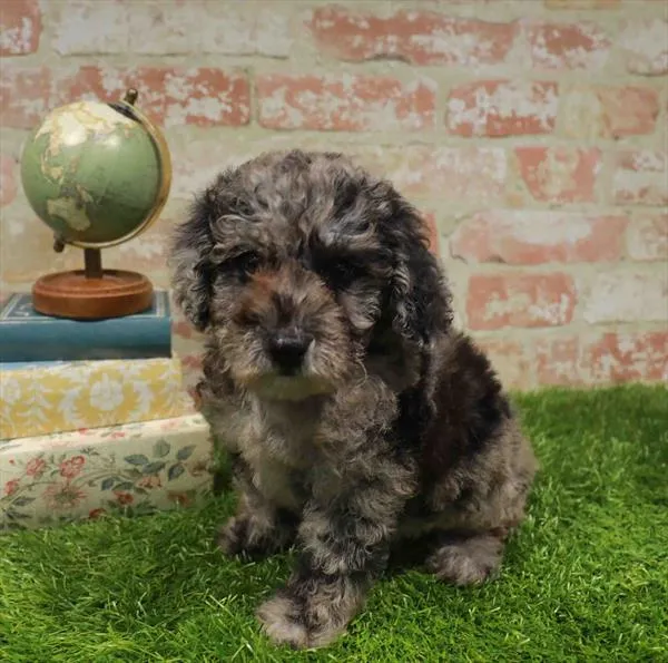 Male Mini Goldendoodle 2Nd Gen puppy named Wilbur for sale at Waggles Charlotte.