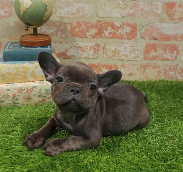Male French Bulldog puppy named Arthur for sale at Waggles Charlotte.