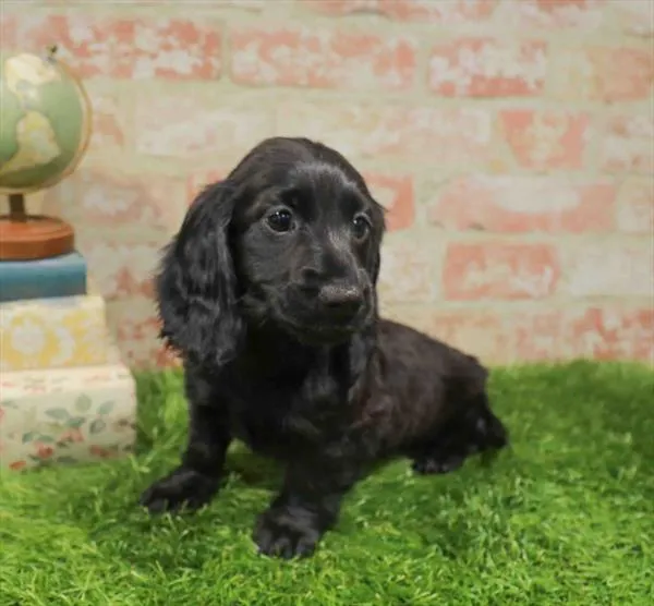 Female Dachshund puppy named Carrie for sale at Waggles Raleigh.
