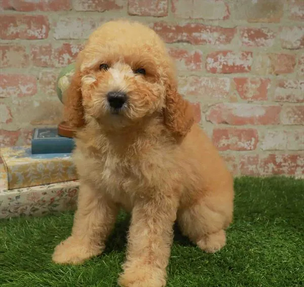 Female Mini Goldendoodle puppy named Payton for sale at Waggles Greensboro.