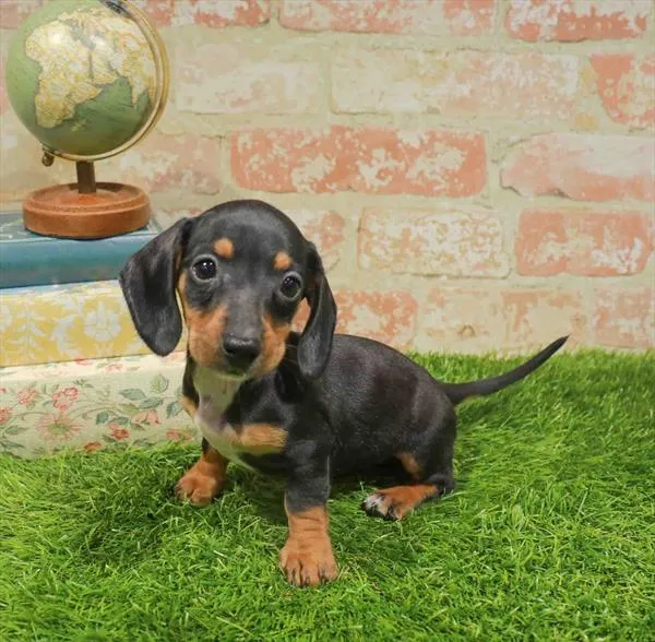 Female Dachshund puppy named Ruby for sale at Waggles Charlotte.