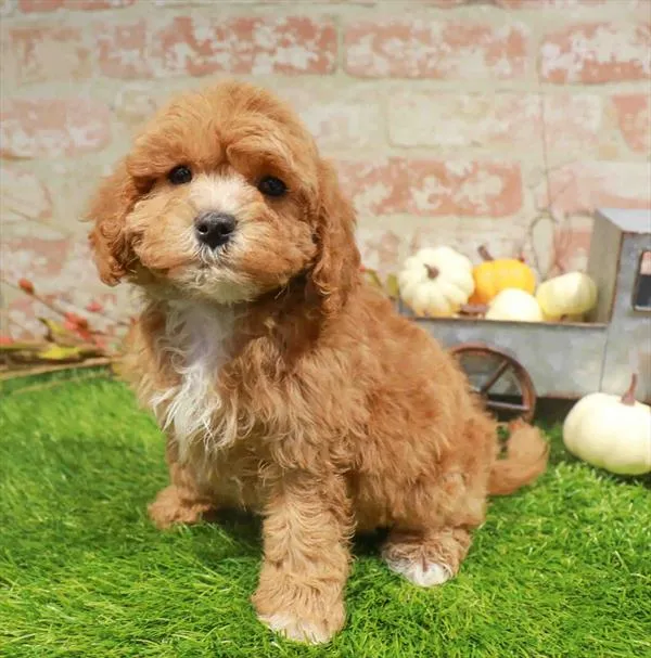 Female Cavapoo puppy named Rosalie for sale at Waggles Charlotte.