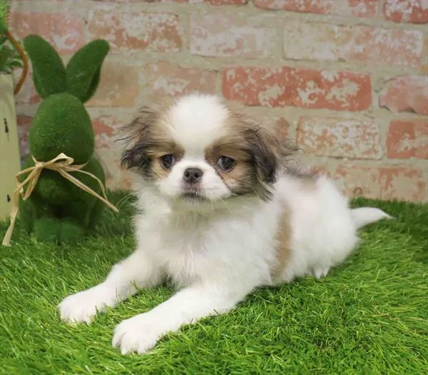 Male Japanese Chin puppy named Pebble for sale at Waggles Greensboro.