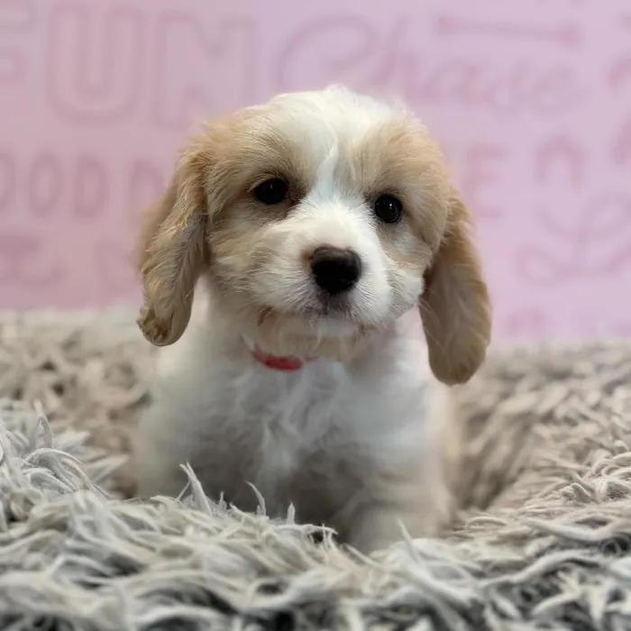 Female Cavachon puppy named Dory for sale at Waggles Greensboro.