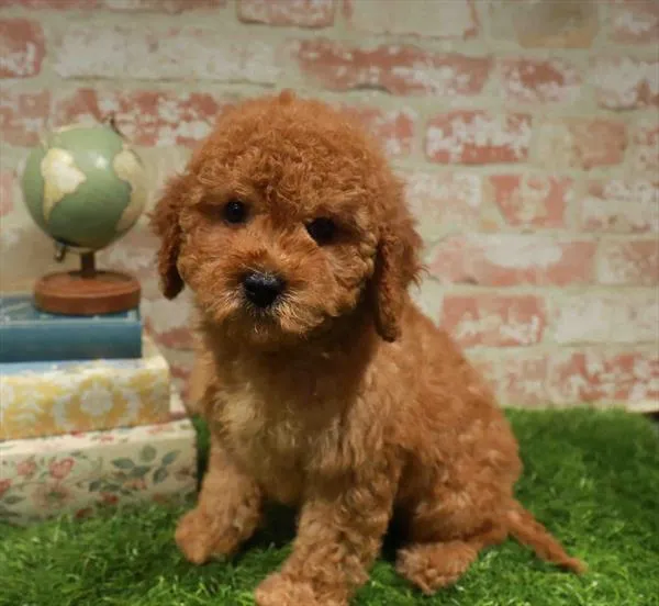 Male Cavapoo puppy named Melvin for sale at Waggles Charlotte.