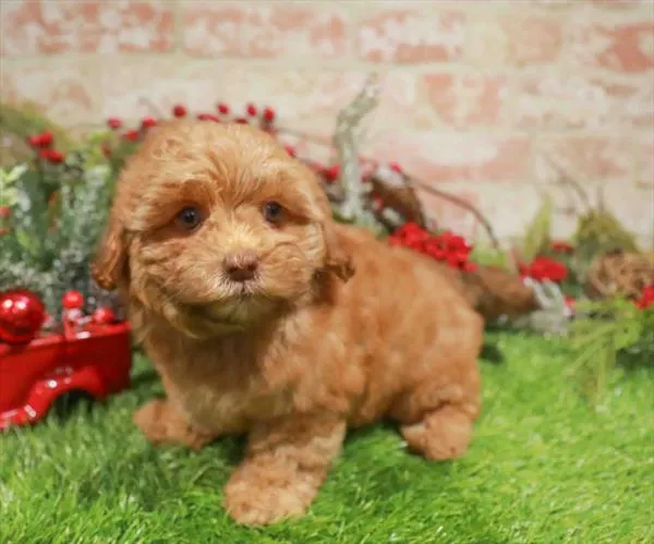 Female Shipoo puppy named Toast for sale at Waggles Greensboro.
