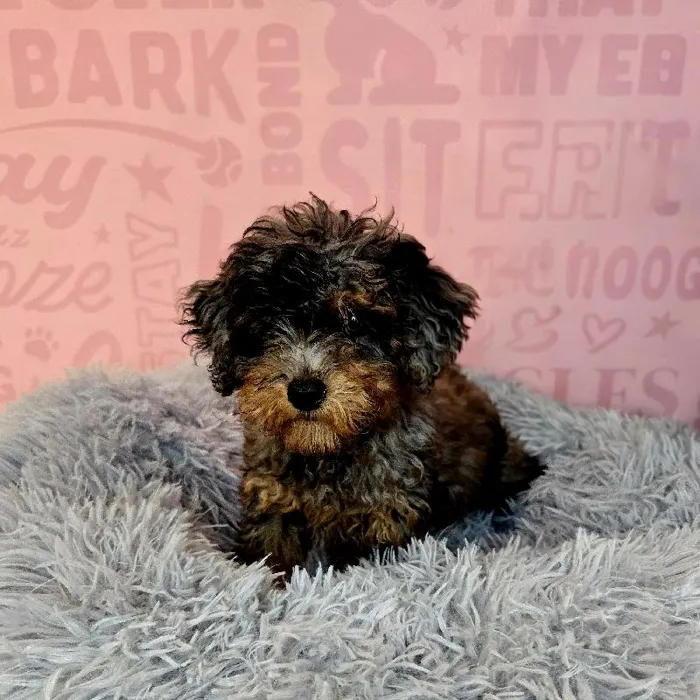 Female Poodle puppy named Chanel for sale at Waggles Raleigh.