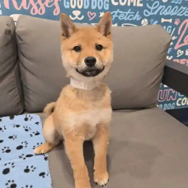 Male Shiba Inu puppy named Benson for sale at Waggles Charlotte.