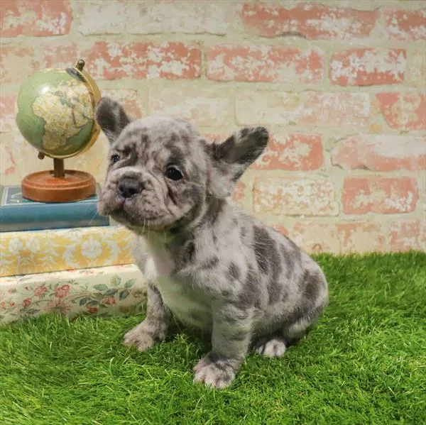 Male French Bulldog puppy named Will for sale at Waggles Greensboro.