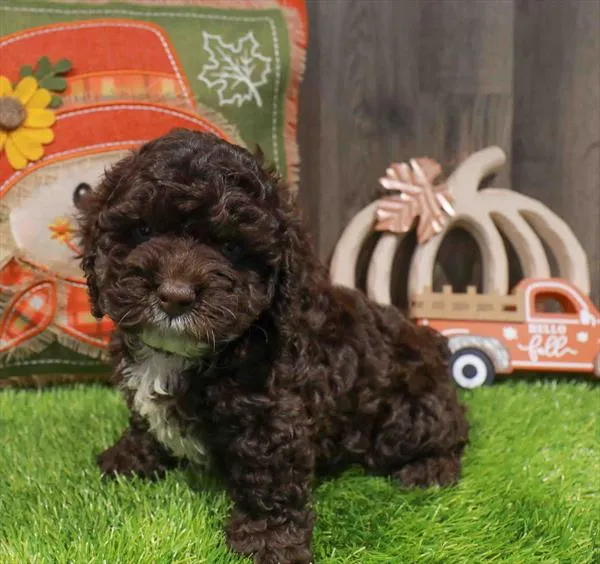 Male Cockapoo puppy named Cocoa for sale at Waggles Greensboro.