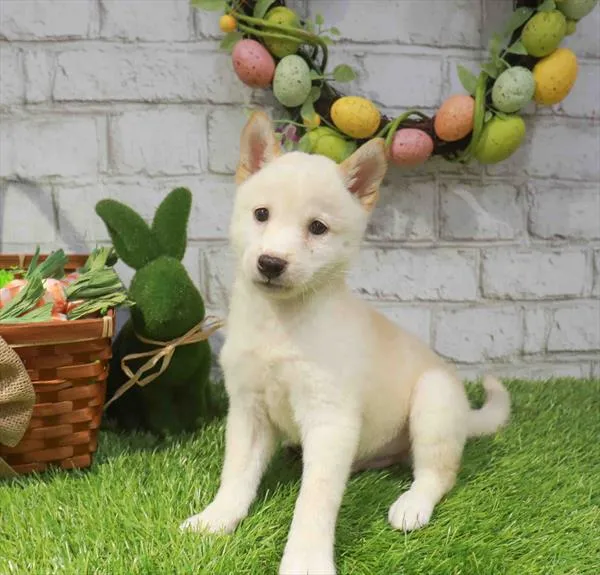 Male Shiba Inu puppy named Hatch for sale at Waggles Greensboro.
