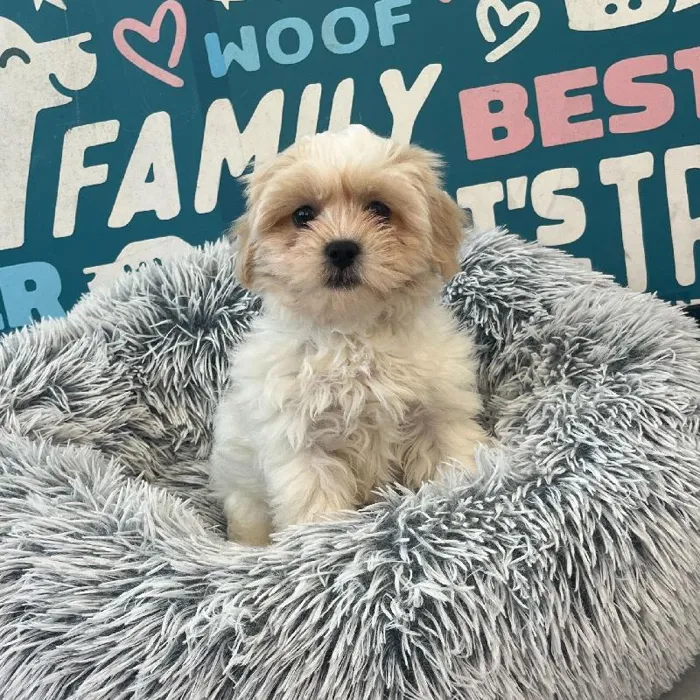 Male Teddy Bear puppy named Ralph for sale at Waggles Charlotte.