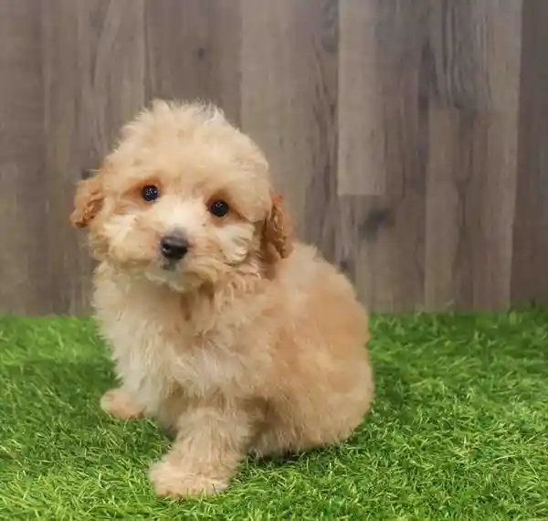 Female Mini Poodle puppy named Wisteria for sale at Waggles Greensboro.