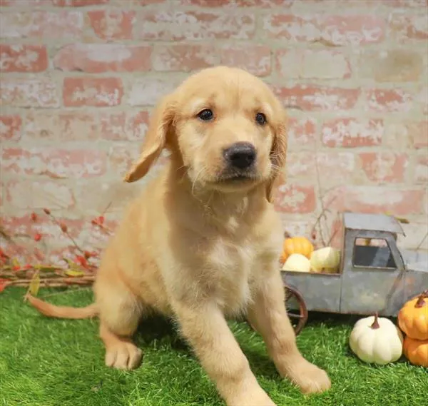 Female Golden Retriever puppy named Ophelia for sale at Waggles Raleigh.