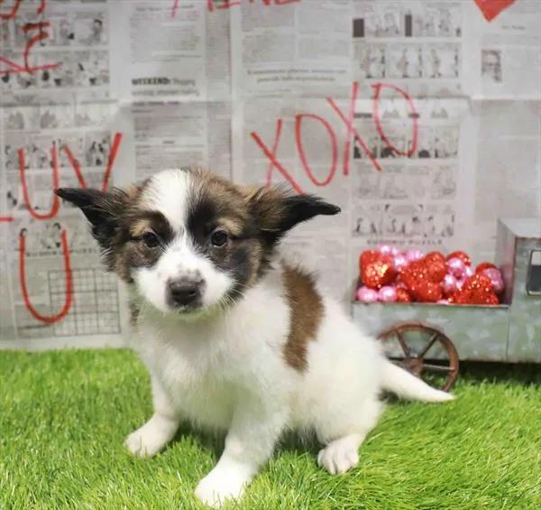 Male Papillon puppy named Lockwood for sale at Waggles Greensboro.