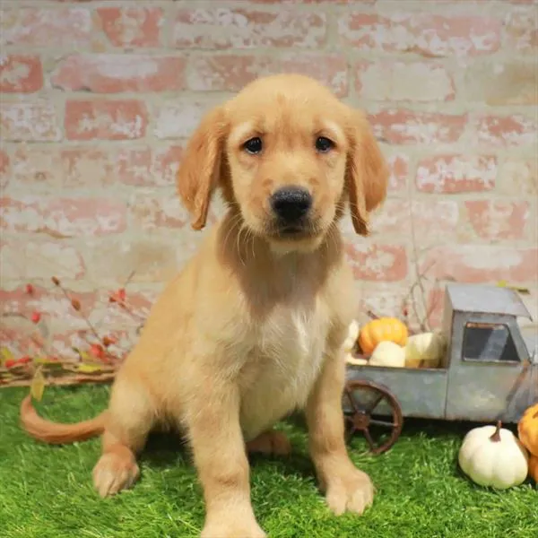 Male Golden Retriever puppy named Oliver for sale at Waggles Charlotte.