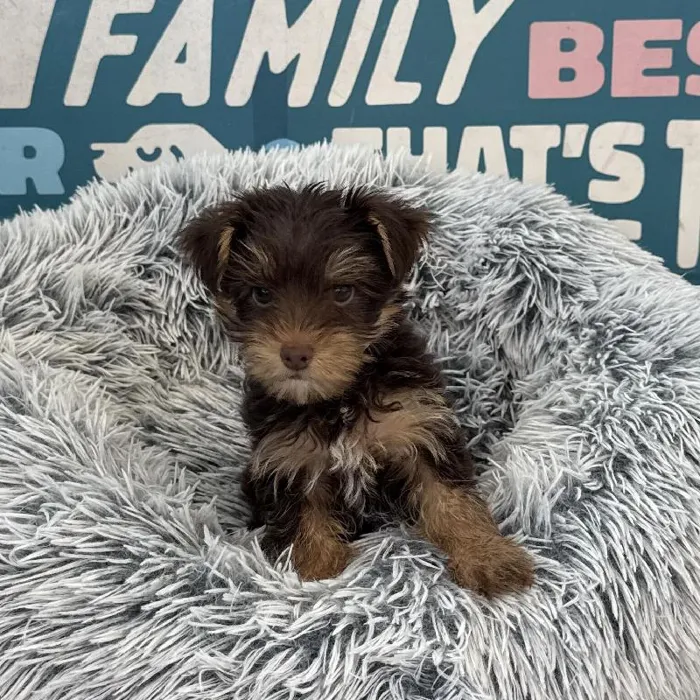 Male Yorkie puppy named Brett for sale at Waggles Charlotte.