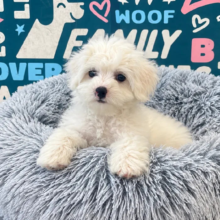 Male Bichon puppy named Francis for sale at Waggles Charlotte.