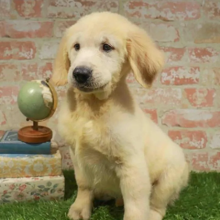 Male Golden Retriever puppy named Wyatt for sale at Waggles Raleigh.