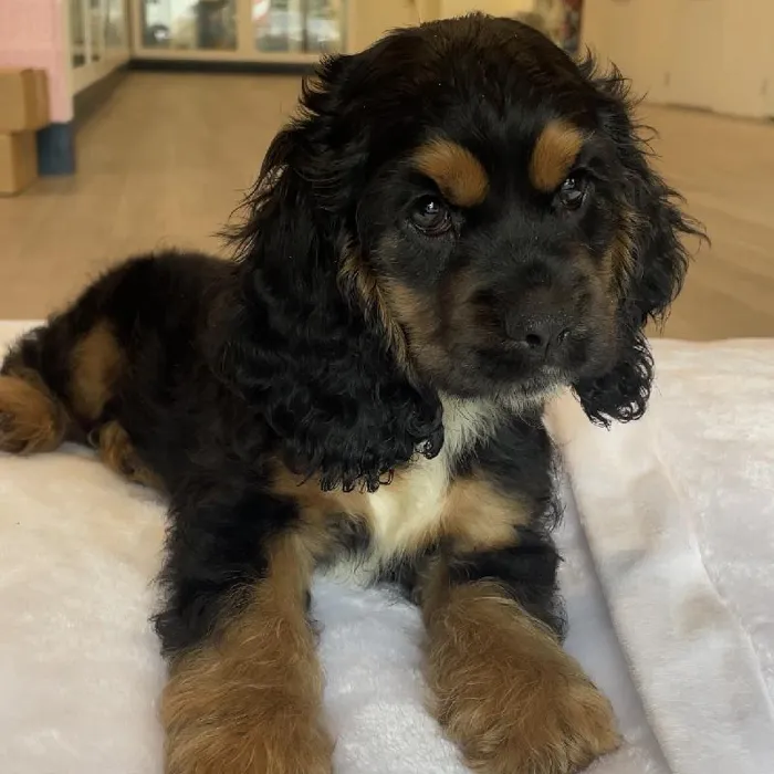 Male Cocker Spaniel puppy named Hopper for sale at Waggles Greensboro.