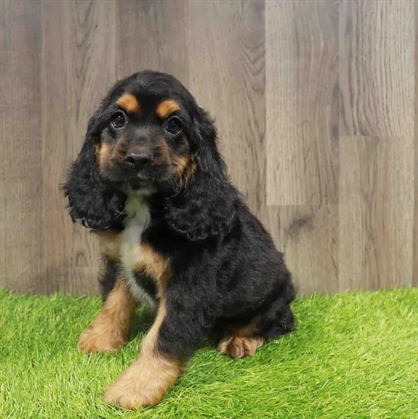 Male Cocker Spaniel puppy named Hopper for sale at Waggles Greensboro.
