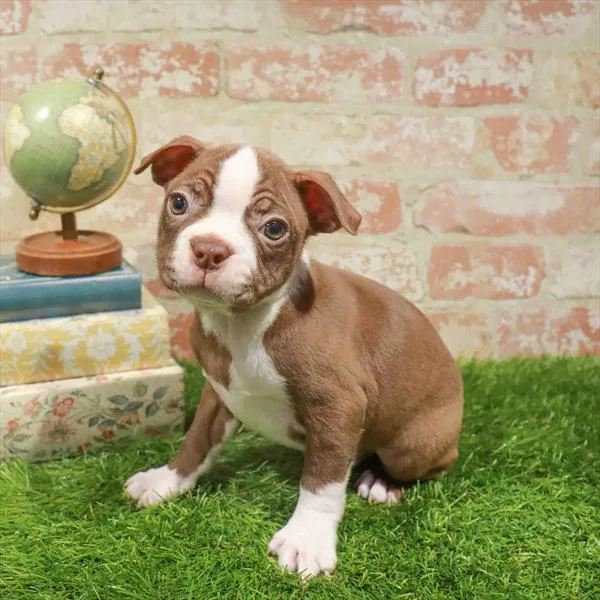 Male Boston Terrier puppy named Gus for sale at Waggles Greensboro.