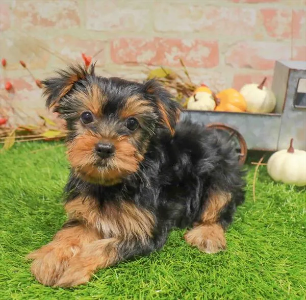 Female Yorkie puppy named Dani for sale at Waggles Greensboro.