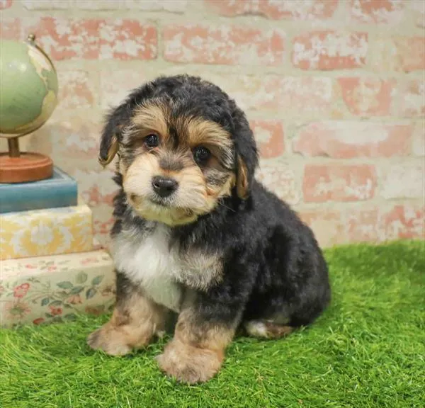 Male Yorkie-Poo puppy named Freddy for sale at Waggles Raleigh.