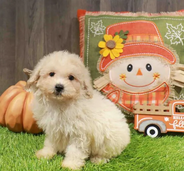 Male Poodle puppy named Abe for sale at Waggles Greensboro.