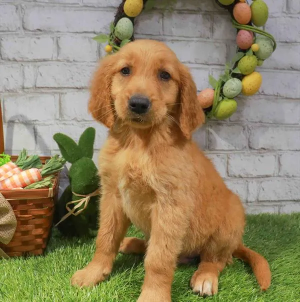 Male Golden Retriever puppy named Sunny for sale at Waggles Greensboro.