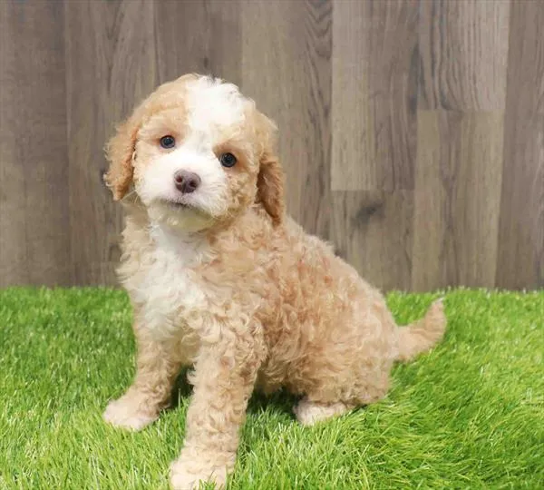 Female Cavapoo puppy named Vivienne for sale at Waggles Greensboro.
