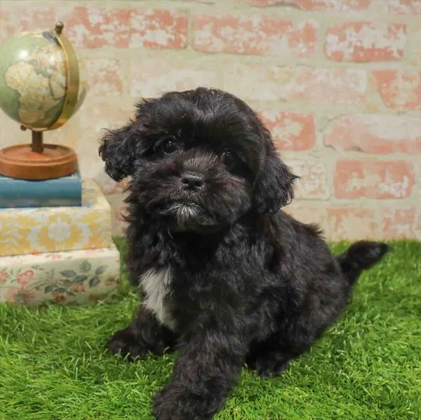 Male Shipoo puppy named Ajax for sale at Waggles Charlotte.