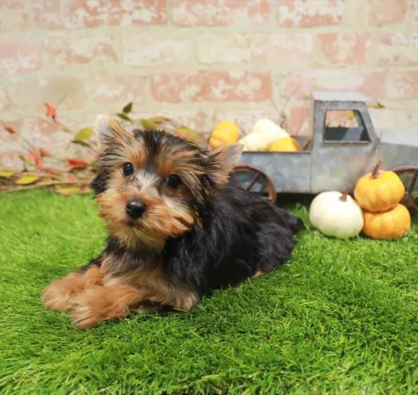 Male Yorkie puppy named Milo for sale at Waggles Charlotte.