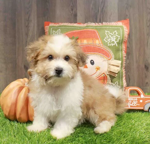 Male Hava-Chon puppy named Casper for sale at Waggles Greensboro.