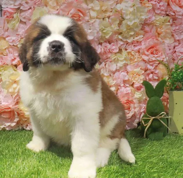 Male Saint Bernard puppy named Beethoven for sale at Waggles Greensboro.