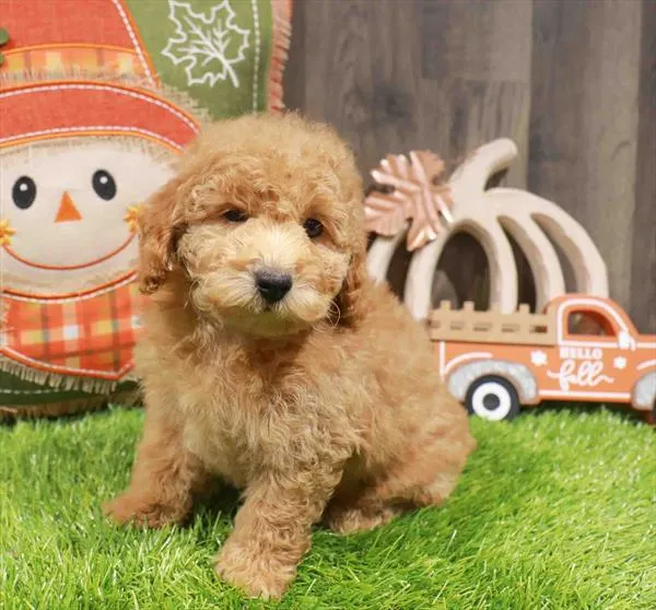 Male Mini Poodle puppy named Louie for sale at Waggles Charlotte.