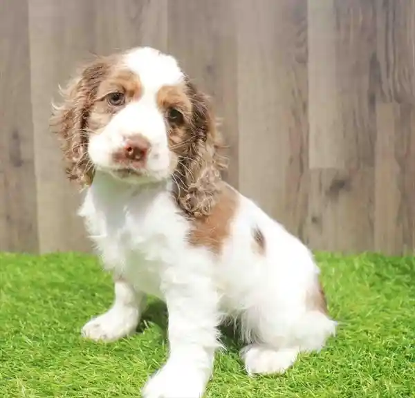Female Cocker Spaniel puppy named Princess for sale at Waggles Greensboro.