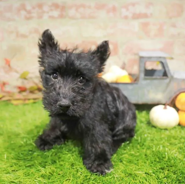 Female Scottish Terrier puppy named Simone for sale at Waggles Raleigh.