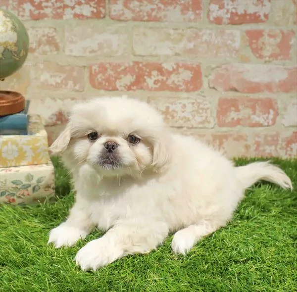 Male Pekingese puppy named Jonothan for sale at Waggles Greensboro.