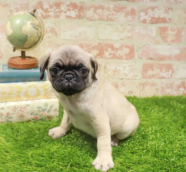 Male Pug puppy named Pickle for sale at Waggles Greensboro.