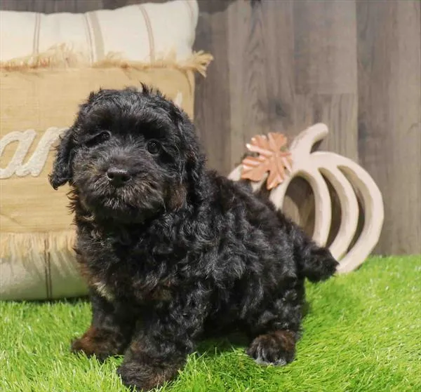 Female Mini Bernedoodle 2Nd Gen puppy named Cranberry for sale at Waggles Greensboro.