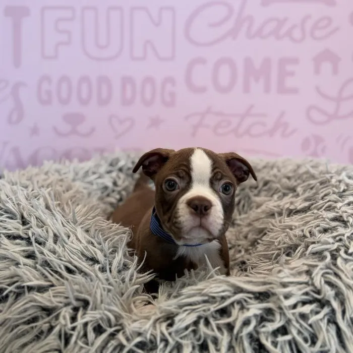 Male Boston Terrier puppy named Gus for sale at Waggles Greensboro.