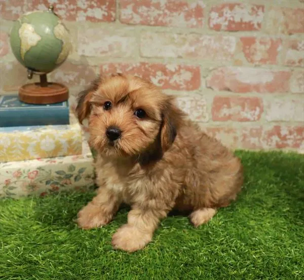 Female Yorkie-Poo puppy for sale at Waggles Greensboro.