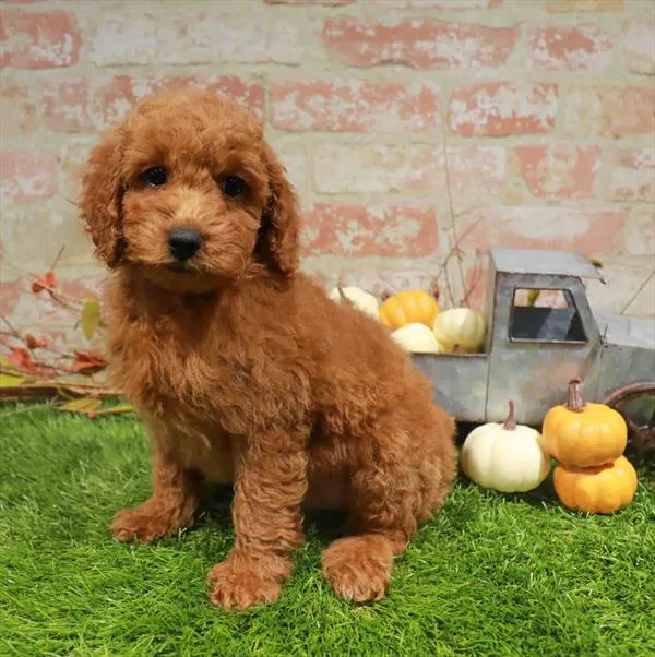 Male Mini Poodle puppy named Asher for sale at Waggles Charlotte.