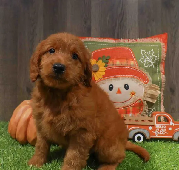 Male Mini Goldendoodle puppy named Lestat for sale at Waggles Greensboro.