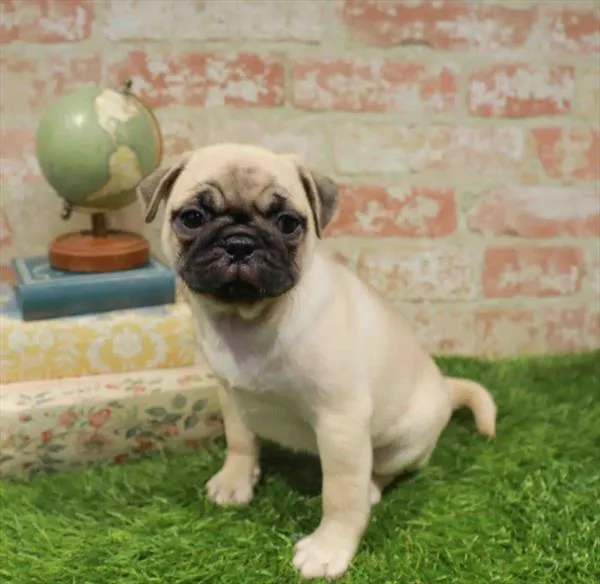 Female Pug puppy named Faye for sale at Waggles Charlotte.