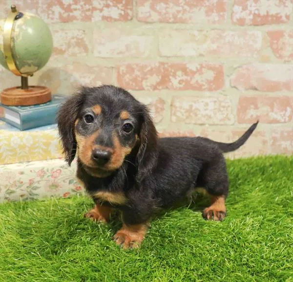 Male Dachshund puppy named Jaime for sale at Waggles Raleigh.