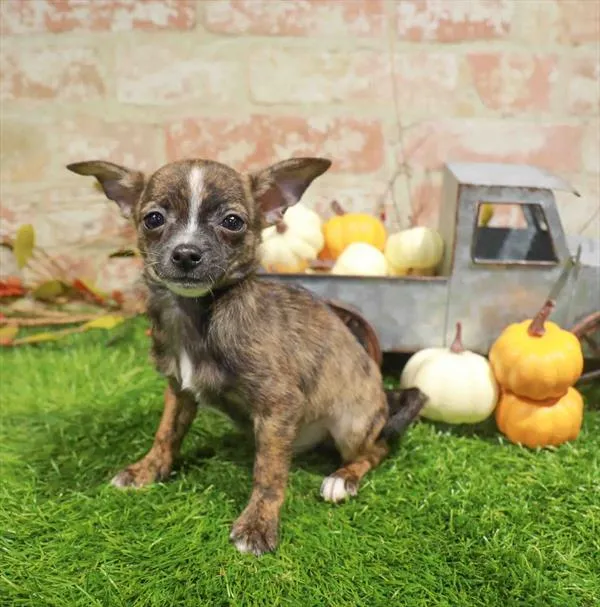 Male Chihuahua puppy named Nico for sale at Waggles Charlotte.