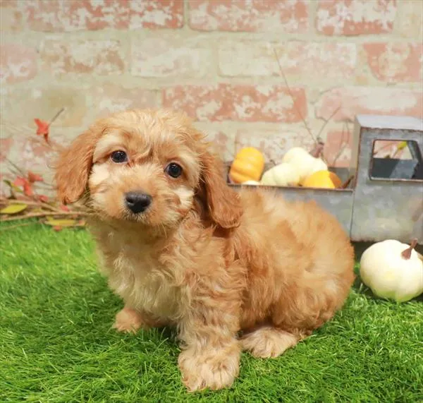 Male Cockapoo puppy named Hank for sale at Waggles Charlotte.